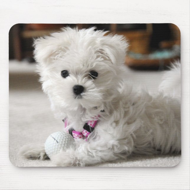 Maltese Love Mouse Pad (Front)