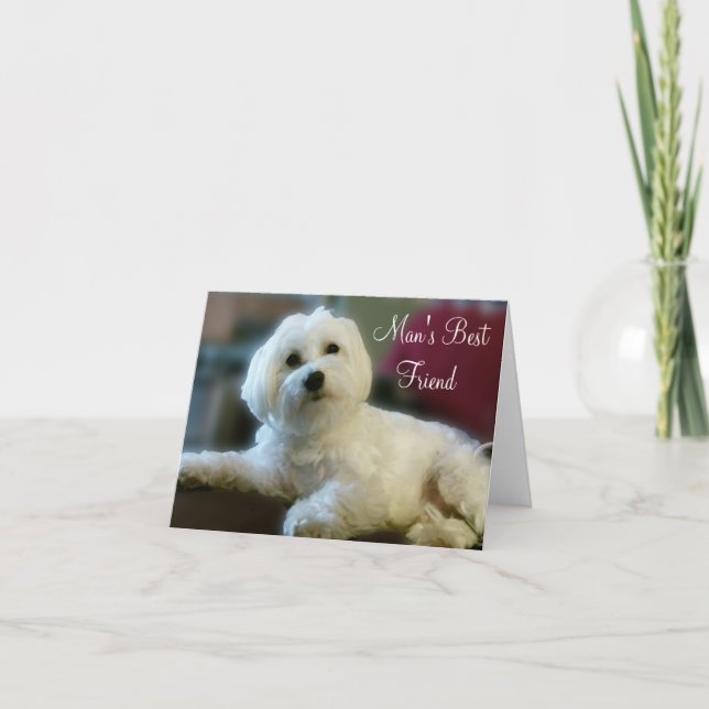 Maltese Lover Note Cards (Front)