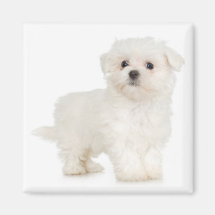 Maltese Magnet