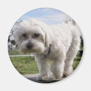 Maltese Magnet