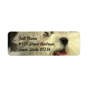 Maltese Mailing Label