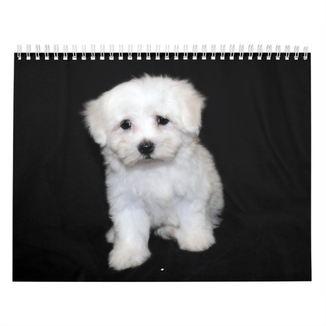 Maltese & Maltipoo Puppy Calendar (Cover)