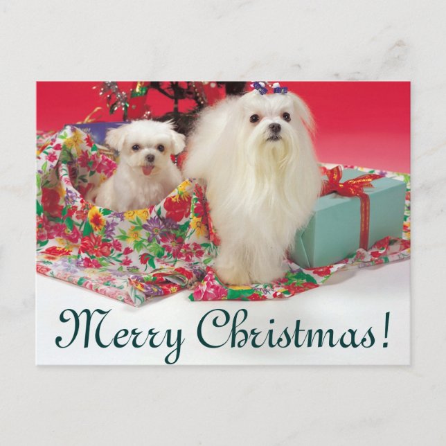Maltese Merry Christmas Holiday Postcard (Front)