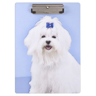 Maltese Painting - Cute Original Dog Art Clipboard