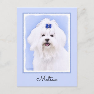 Maltese Painting - Cute Original Dog Art Postcard