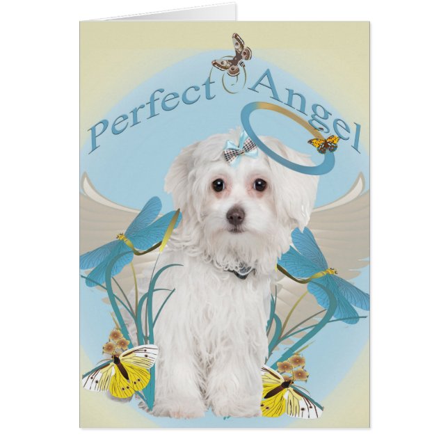 Maltese Perfect Angel cards (Front)