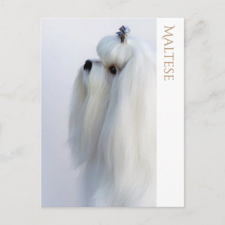 Maltese Postcard