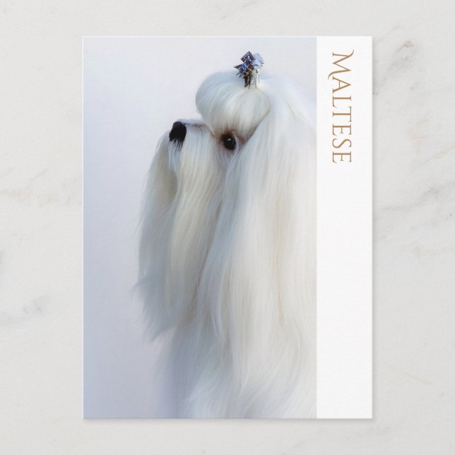 Maltese Postcard (Front)