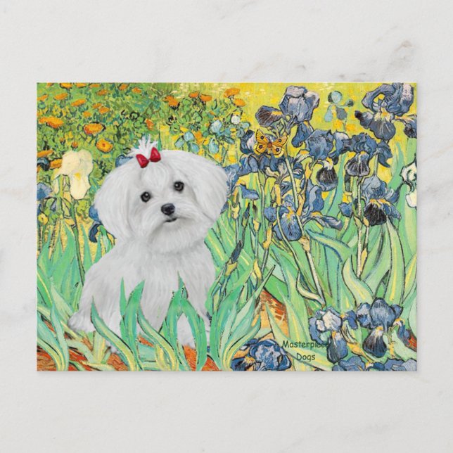 MALTESE pup - Irises Postcard (Front)