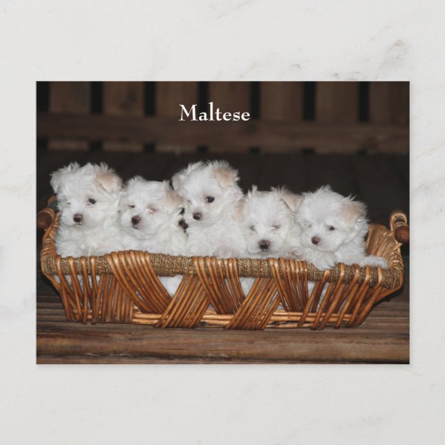 Maltese, Puppies, Basket, "Five Puppies", White Postcard (Front)