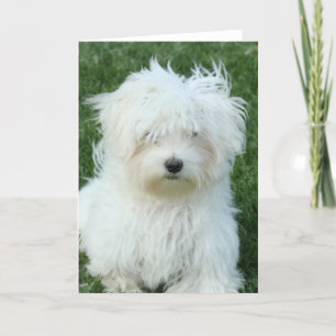 Maltese Puppies Greeting Card
