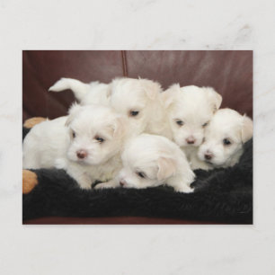 Maltese Puppies on Postcard
