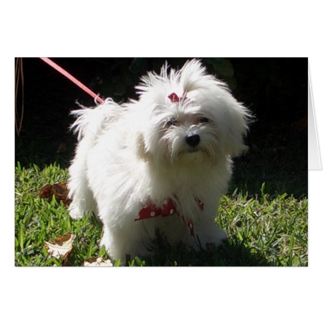 maltese puppy (Front Horizontal)