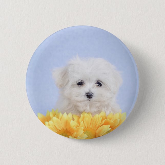Maltese puppy 6 cm round badge (Front)