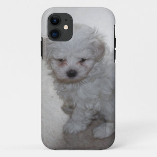 Maltese Puppy (9 Months Old) Case-Mate iPhone Case
