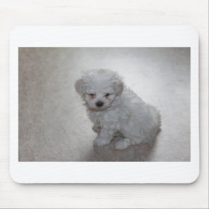 Maltese Puppy (9 Months Old) Mouse Pad
