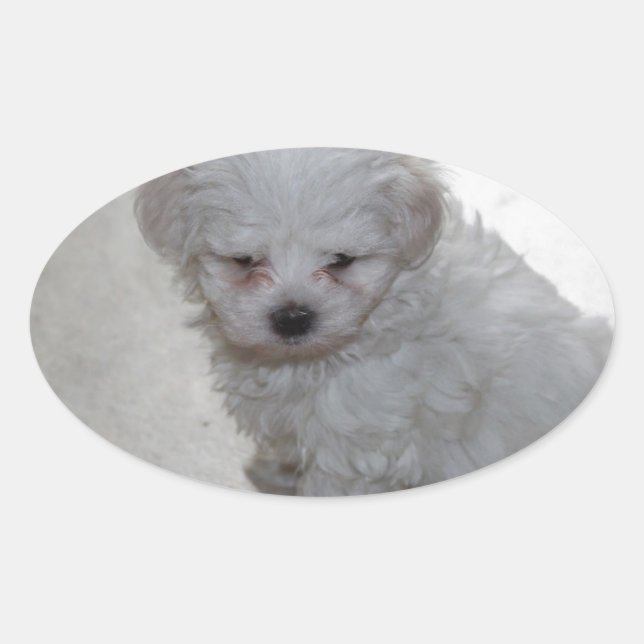 Maltese Puppy (9 Months Old) Oval Sticker (Front)
