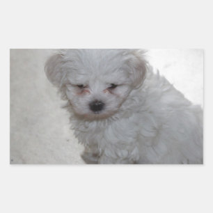 Maltese Puppy (9 Months Old) Rectangular Sticker