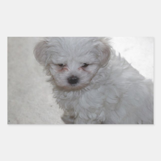 Maltese Puppy (9 Months Old) Rectangular Sticker (Front)