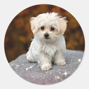 Maltese Puppy...adorable Classic Round Sticker