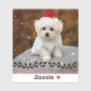 Maltese Puppy at Christmas