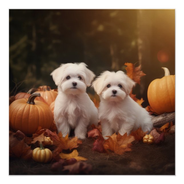 Maltese Puppy Autumn Delight Pumpkin  Poster (Front)