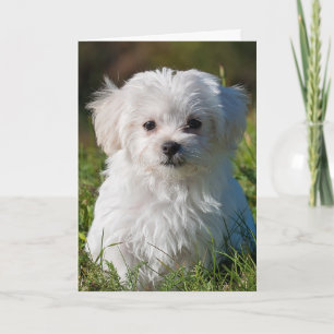 Maltese puppy card
