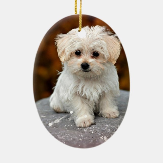Maltese Puppy Ceramic Tree Decoration (Back)
