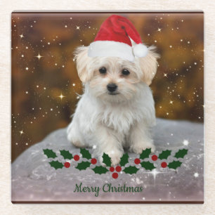 Maltese Puppy Christmas Glass Coaster