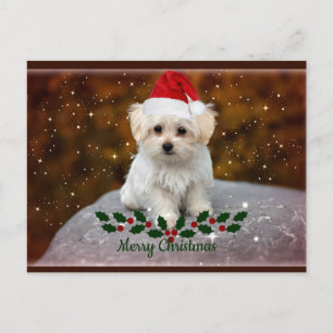 Maltese Puppy Christmas Postcard