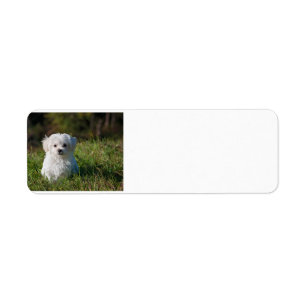 maltese puppy in grass