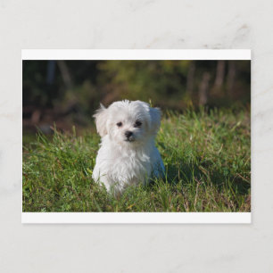 maltese puppy in grass postcard