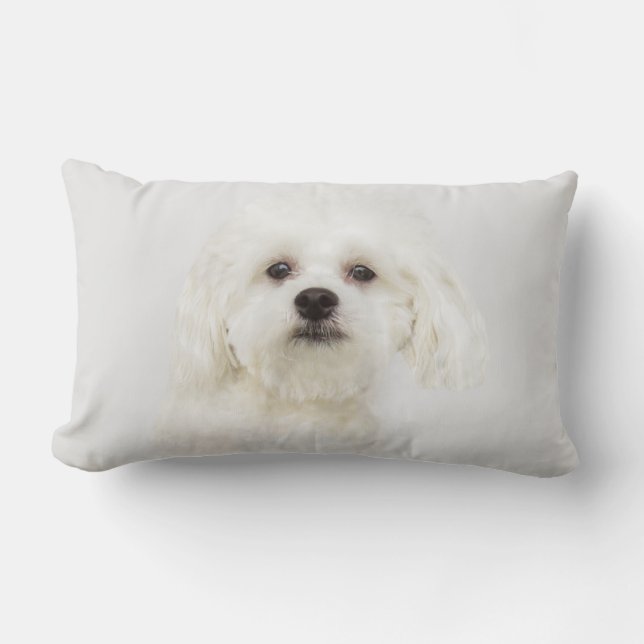 Maltese puppy lumbar cushion (Front)