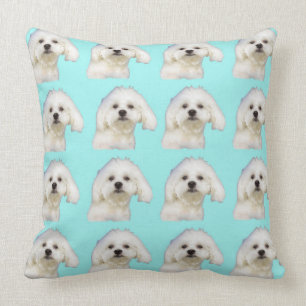 Maltese puppy on blue cushion