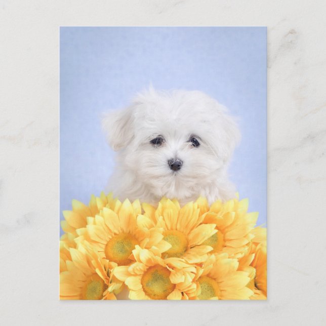 Maltese puppy postcard (Front)