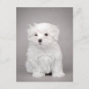 Maltese puppy postcard