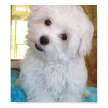 Maltese Puppy Poster