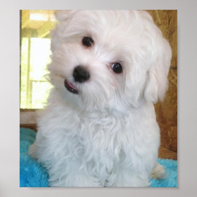 Maltese Puppy Poster (Front)