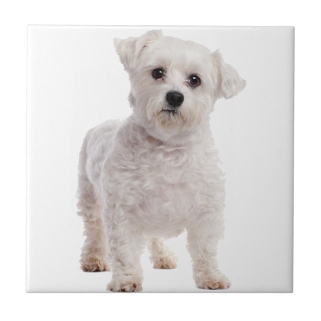 Maltese Puppy Tile (Front)