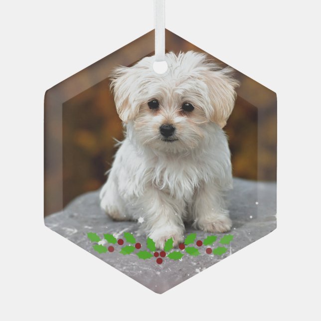 Maltese Puppy with Christmas holly Glass Tree Decoration (Front)