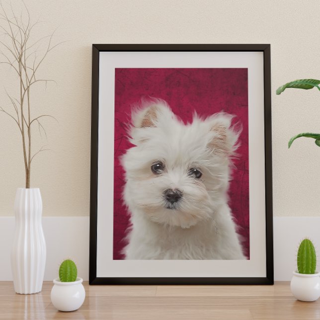 Maltese Terrier Poster (Creator Uploaded)
