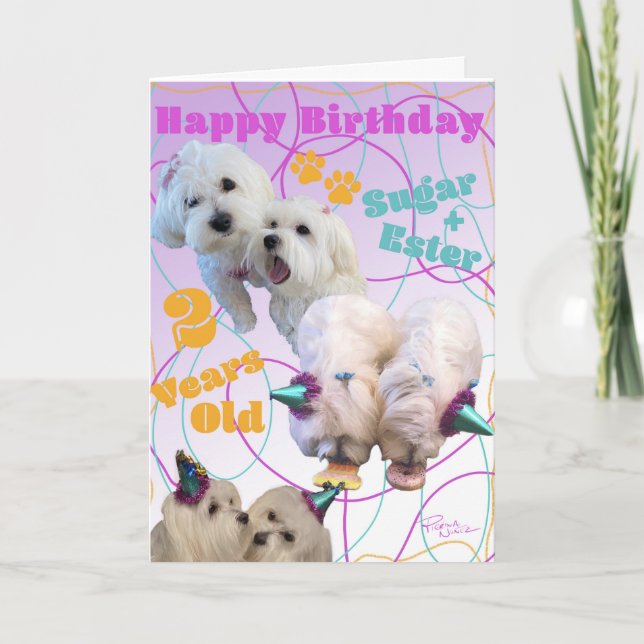 Maltese Twins Birthday Card (Front)