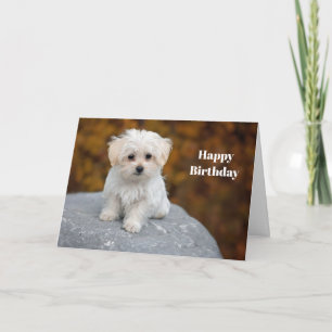 Maltese White Puppy Photo Birthday Card