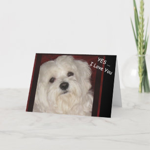 Maltese "Yes ... I Love You" Greeting Card