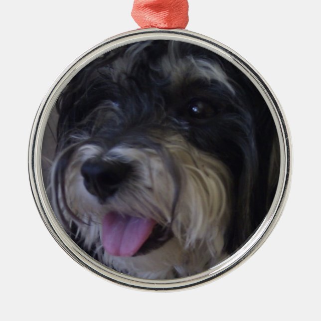 maltipoo christmas ornament (Front)