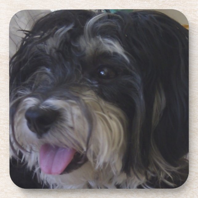 maltipoo dog cork coaster (Front)