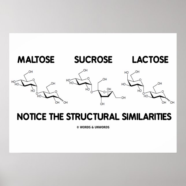 Maltose Sucrose Lactose Structural Similarities Poster (Front)
