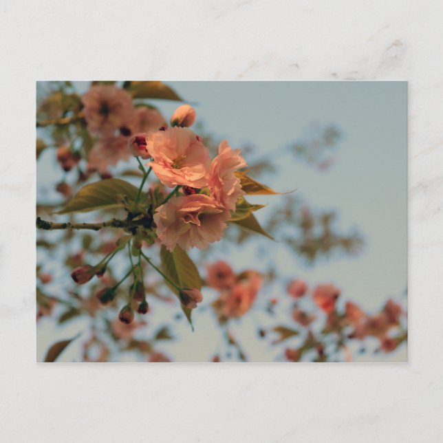 Malus Brandywine Crabapple Blossom Postcard (Front)