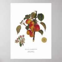 Malus domestica