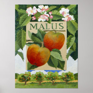 Malus Poster